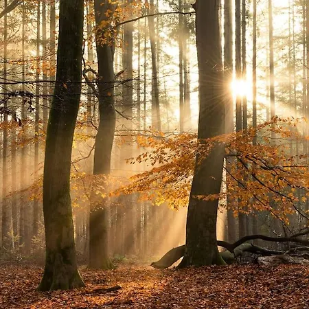 Rustig Gelegen In Het Bos - Chalet *