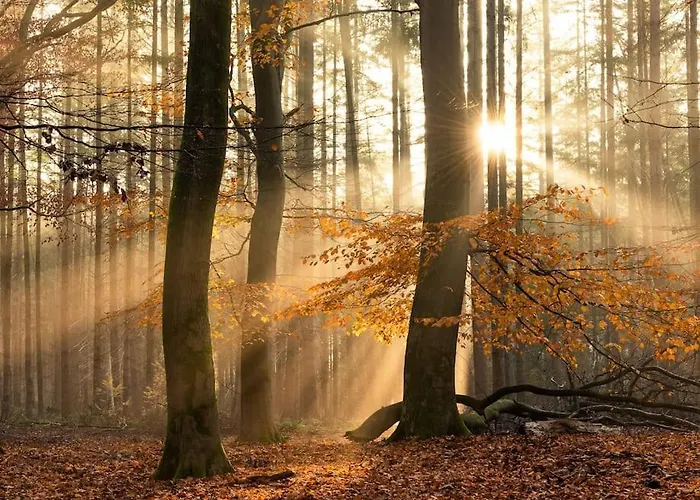 Rustig Gelegen In Het Bos - Chalet *